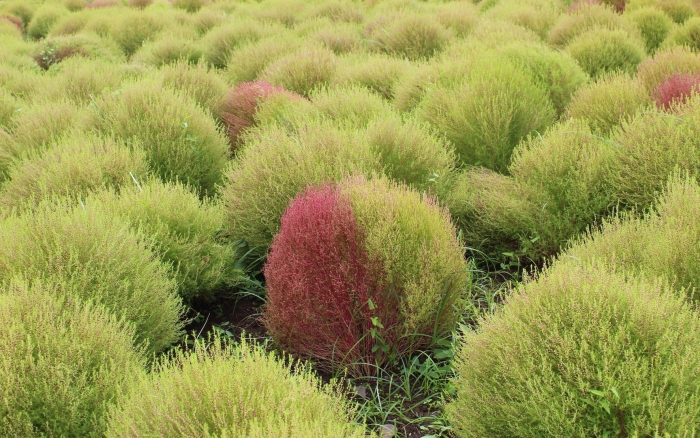 Кохия акапулько сильвер