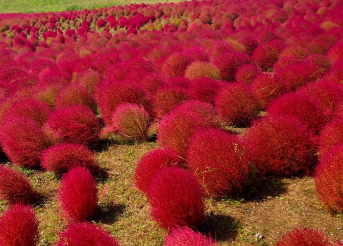 Кохия веничная красный барон