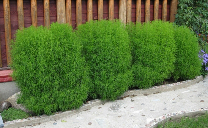 Кохия грин форест