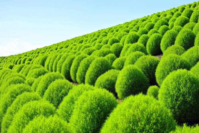 Летний кипарис кохия