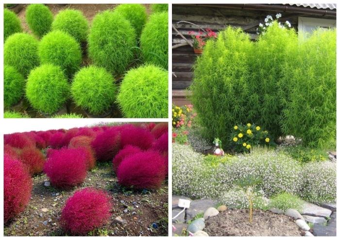 Кохия летний кипарис