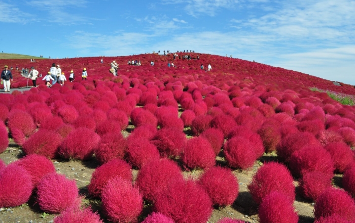 Национальный парк хитачи япония