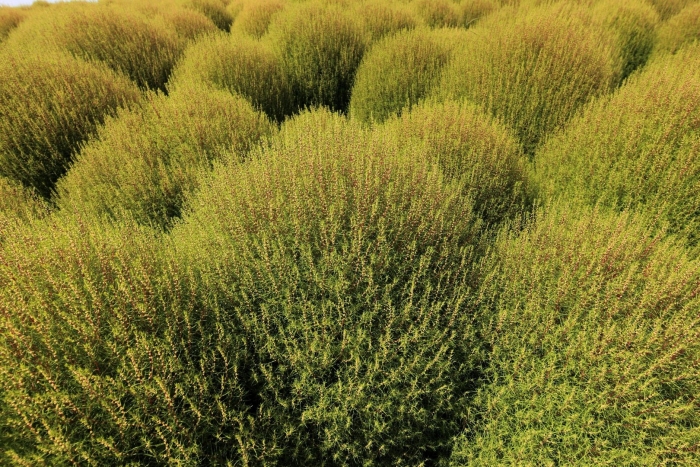 Растение кохия