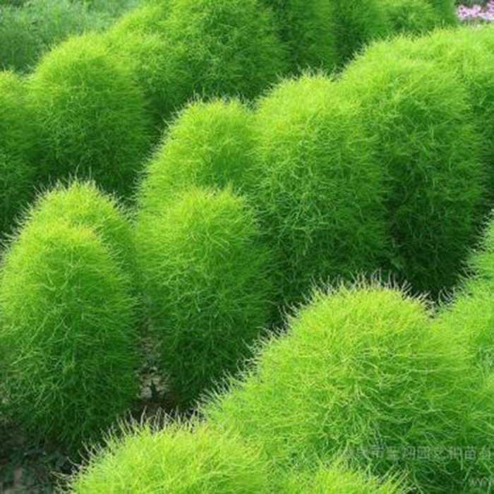 Кохия веничная