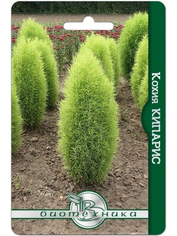 Кохия веничная грин форест