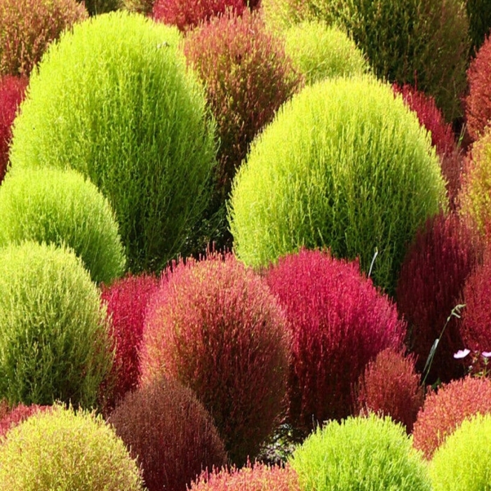 Летний кипарис кохия