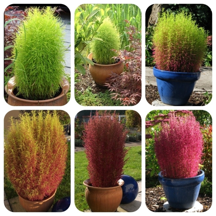 Кохия декоративная летний кипарис