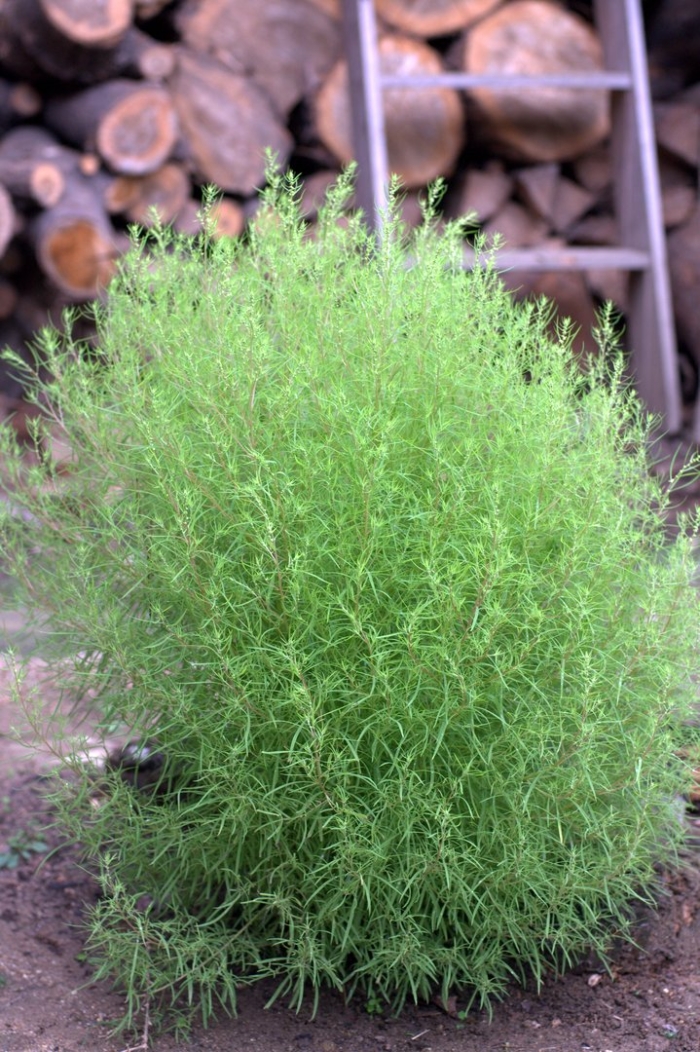 Кохия веничная