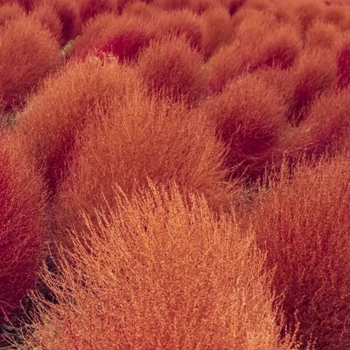 Кохия султан