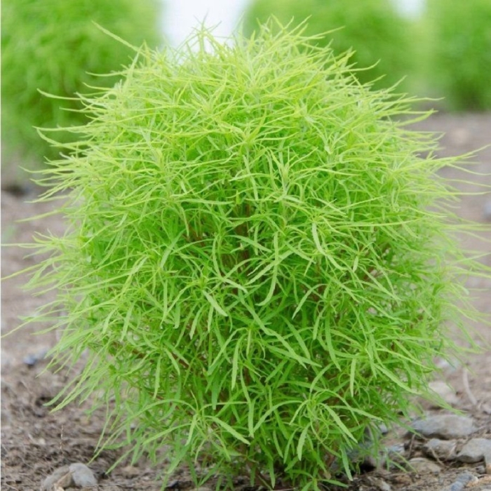 Кохия веничная