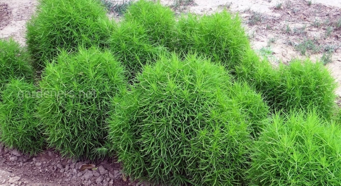 Кохия прутняк