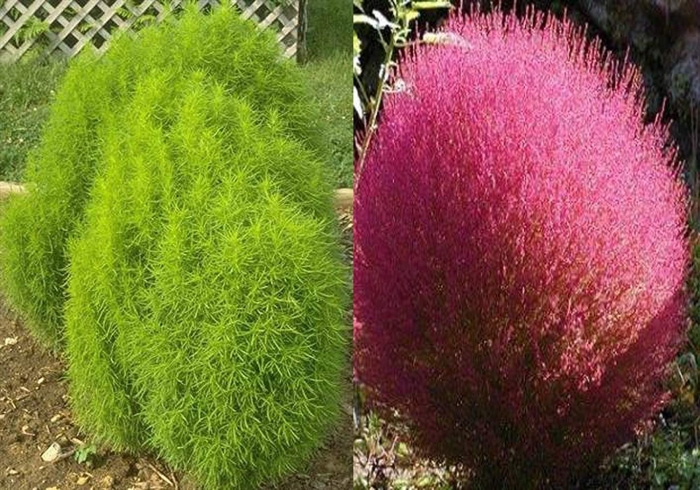 Кохия летний кипарис