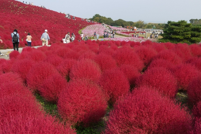 Летний кипарис кохия