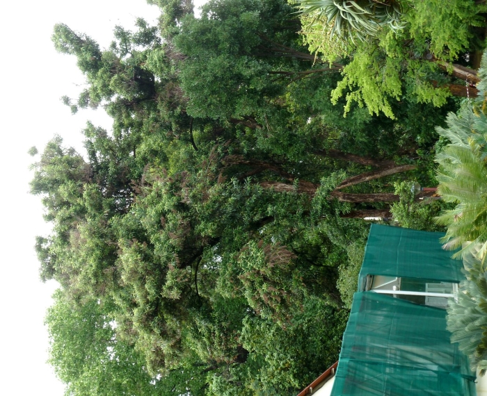 Хвойные деревья кипарис