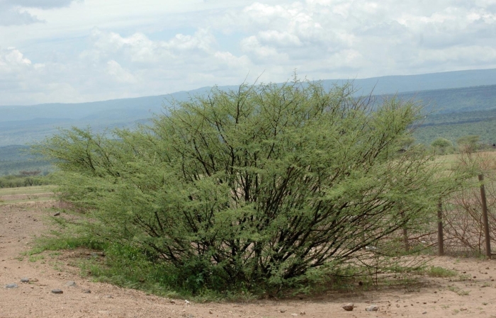 Acacia bush