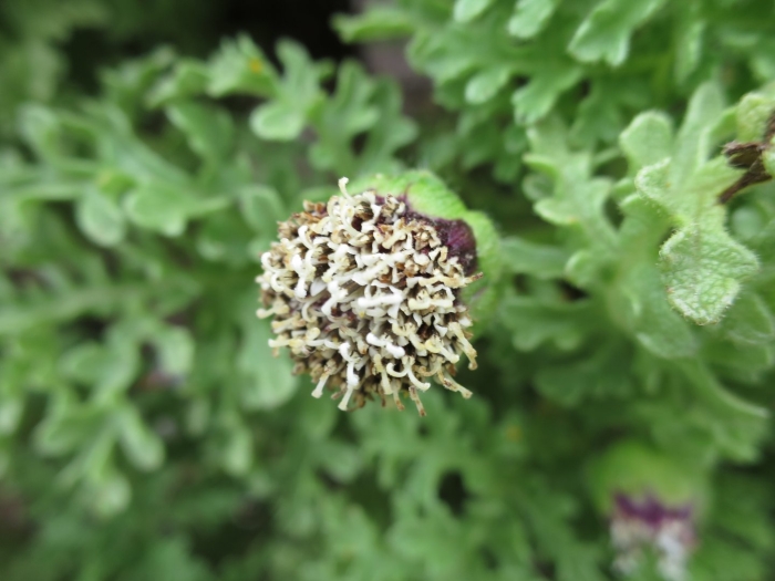 Скабиоза темно пурпурная