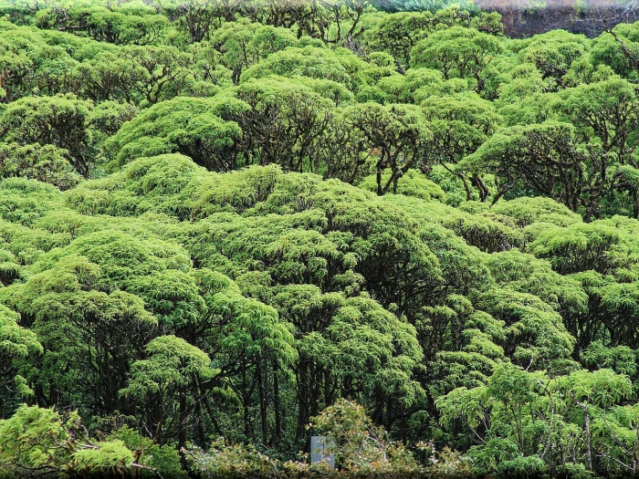 Скалезия лес галапагосские острова