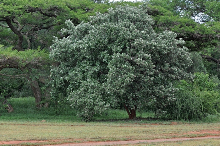 Eucalyptus cinerea