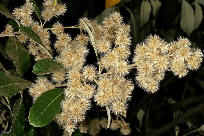 Brachylaena discolor