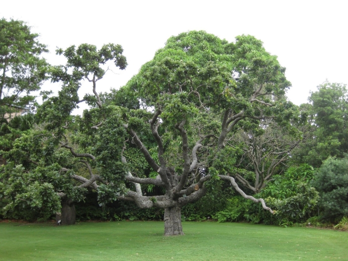 Дуб двуцветный ( quercus bicolor )