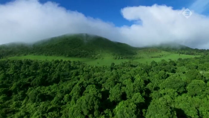 Тропические леса