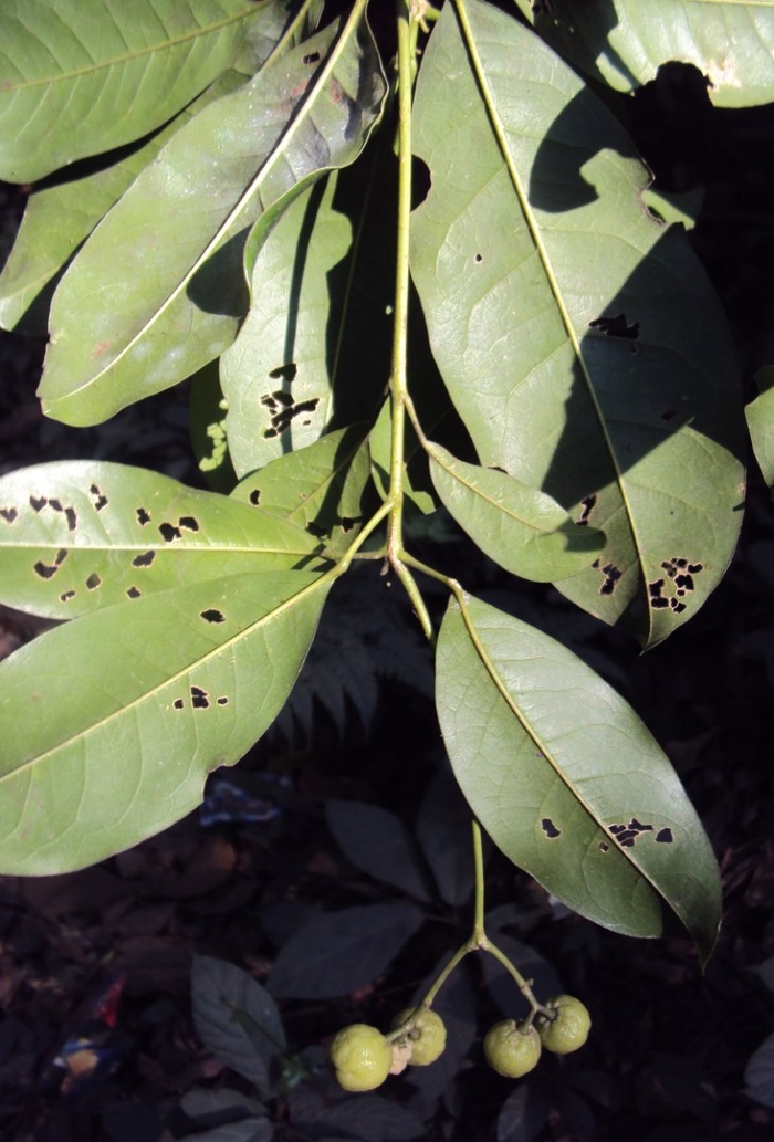 Acronychia pedunculata