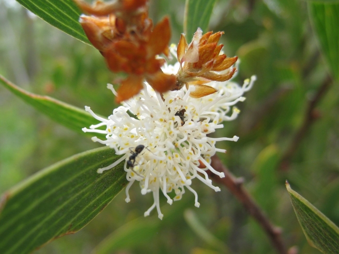 Hakea dactyloides