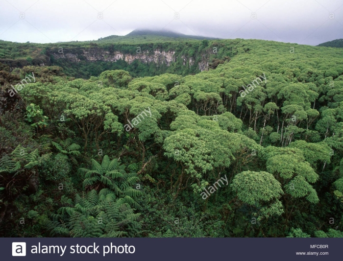 Брахилена мирана