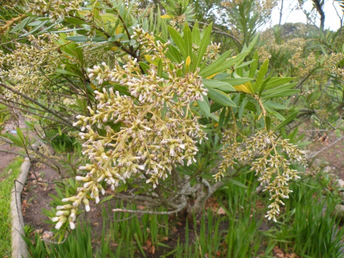 Brachylaena huillensis