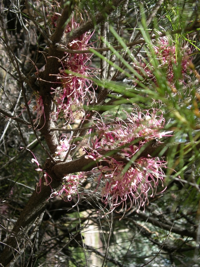 Hakea bakeriana