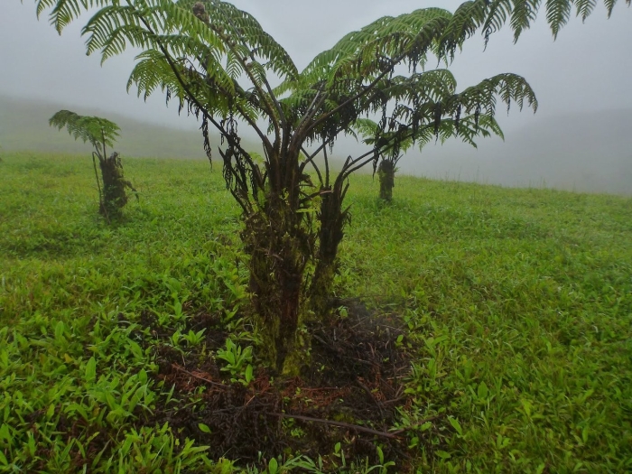 Древовидные папоротники австралии