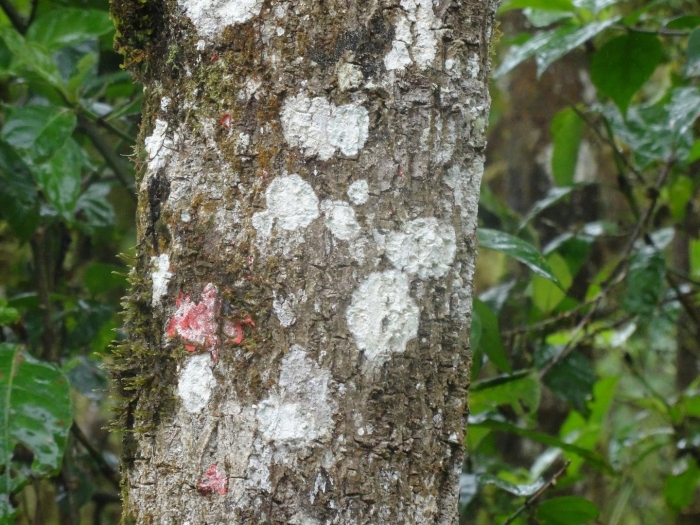 Scalesia pedunculata