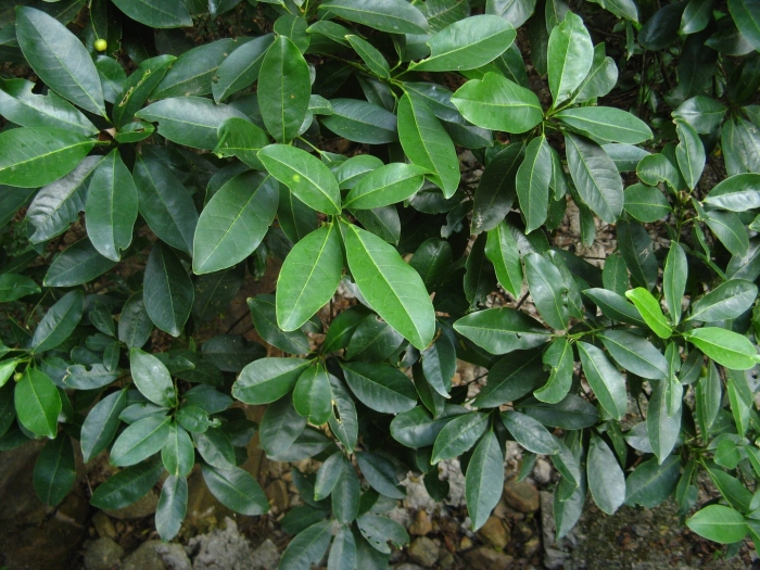 Фикус бокальчатоприлистниковый ficus cyathistipula