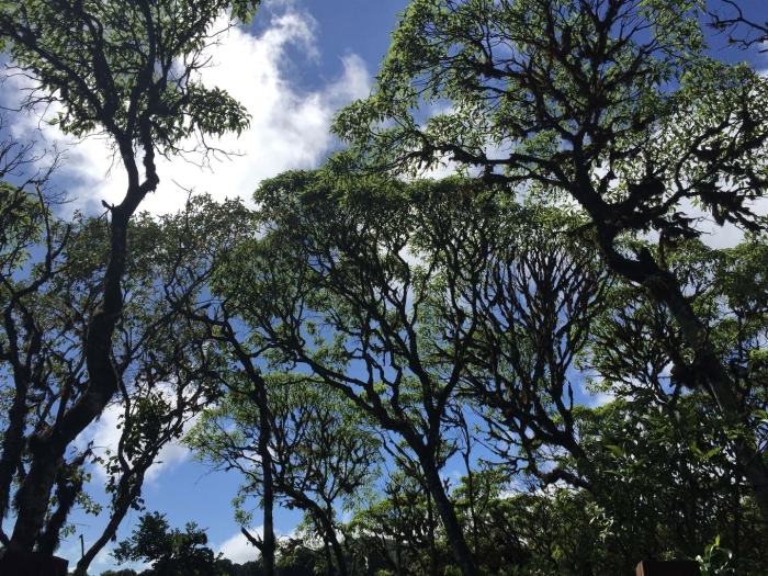 Скалезия галапагосская