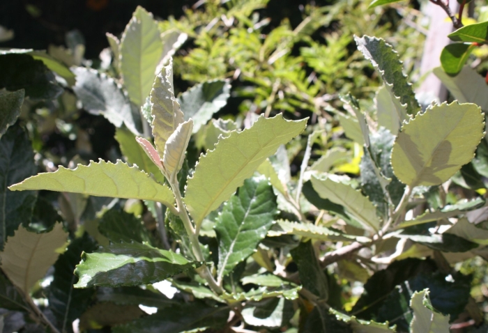 Растения семейства