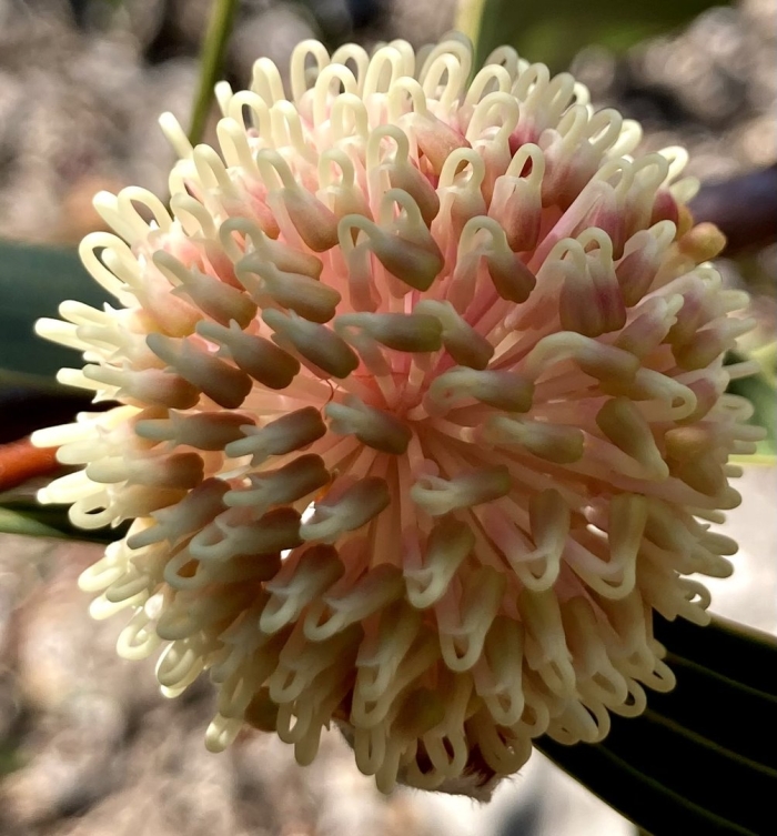 Hakea laurina