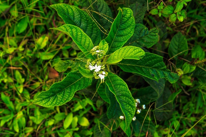 Скалезия галапагосская