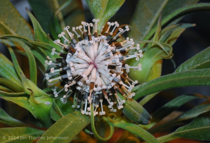 Cephalanthus occidentalis