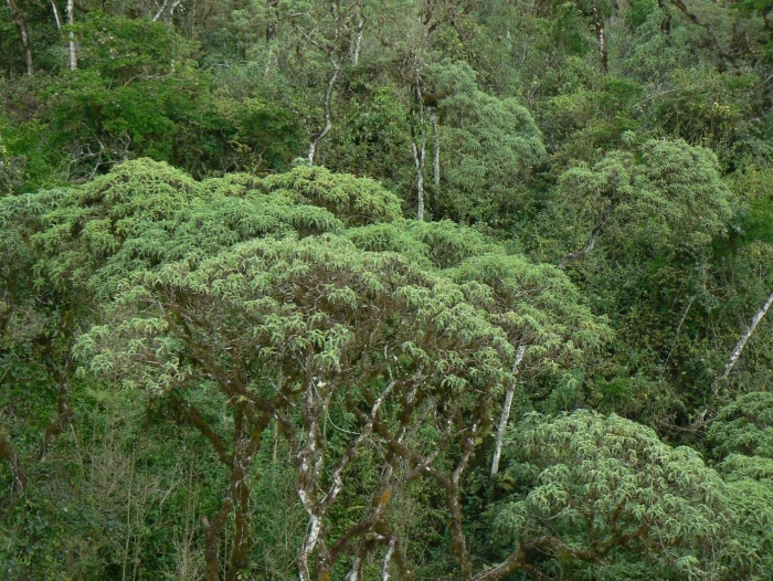 Эвкалипт в австралии