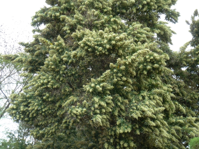 Брахилена олеандролистная