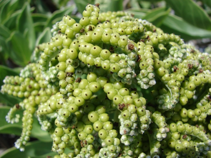 Tournefortia argentea