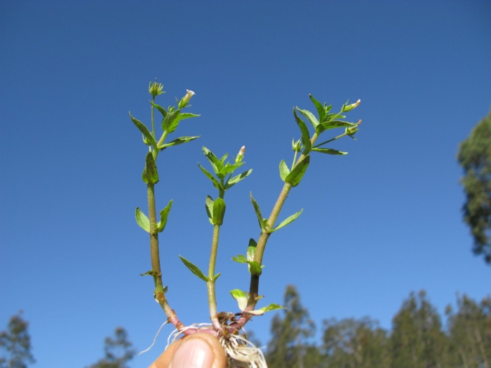 Gratiola pedunculata