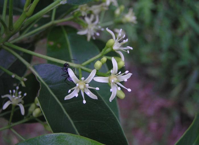 Сосудистые растения