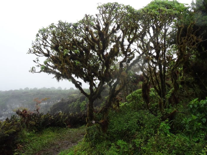 Скалезия галапагосская