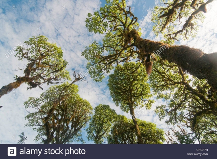 Скалезия черешчатая