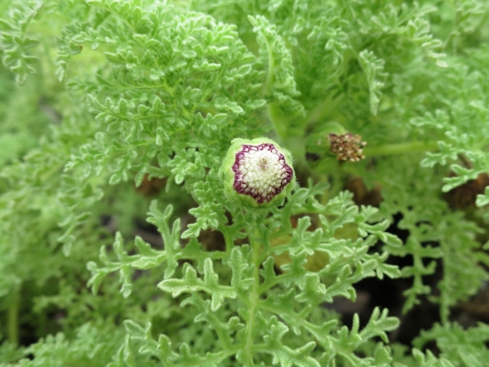 Лептинелла котула