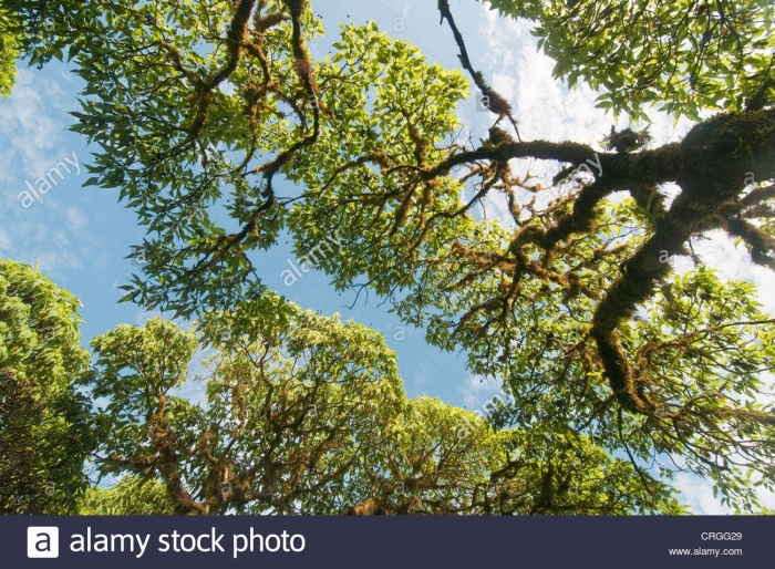 Скалезия черешчатая