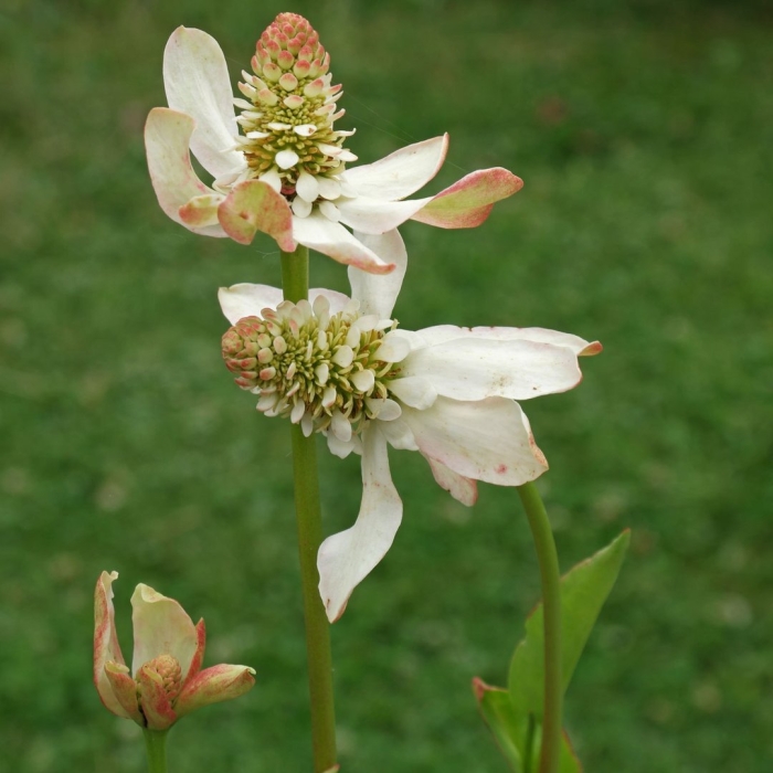 Anemopsis californica