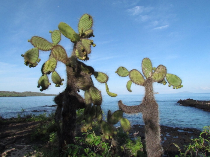 Опунция на галапагосских островах