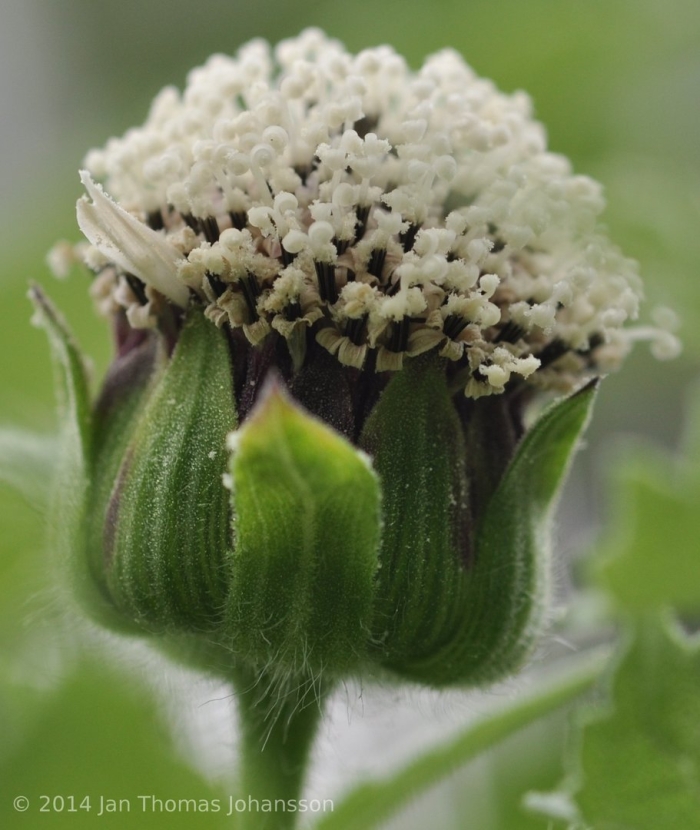 Сложноцветные растения